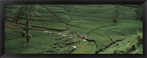 Framed Tea plantation, Java, Indonesia Print