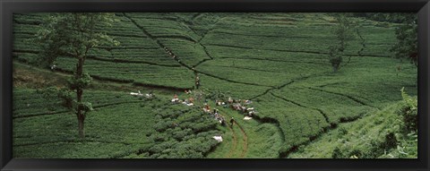 Framed Tea plantation, Java, Indonesia Print