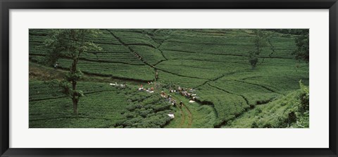 Framed Tea plantation, Java, Indonesia Print