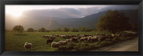 Framed Flock of sheep grazing in a field, Feneos, Corinthia, Peloponnese, Greece Print