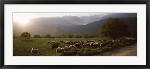 Framed Flock of sheep grazing in a field, Feneos, Corinthia, Peloponnese, Greece Print