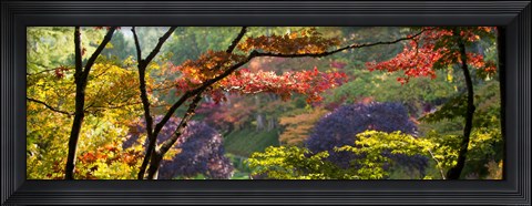 Framed Trees in a garden, Butchart Gardens, Victoria, Vancouver Island, British Columbia, Canada Print