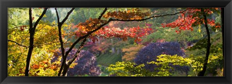 Framed Trees in a garden, Butchart Gardens, Victoria, Vancouver Island, British Columbia, Canada Print