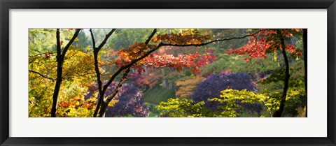 Framed Trees in a garden, Butchart Gardens, Victoria, Vancouver Island, British Columbia, Canada Print