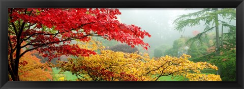 Framed Red &amp; Yellow Trees in Butchart Gardens, Vancouver Island, British Columbia, Canada Print