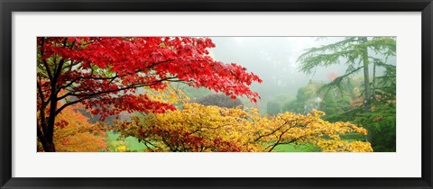 Framed Red &amp; Yellow Trees in Butchart Gardens, Vancouver Island, British Columbia, Canada Print