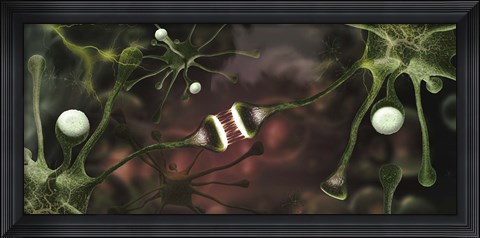 Framed Microscopic image of brain neurons Print