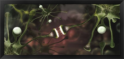 Framed Microscopic image of brain neurons Print