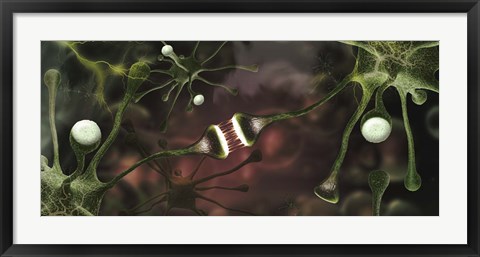 Framed Microscopic image of brain neurons Print