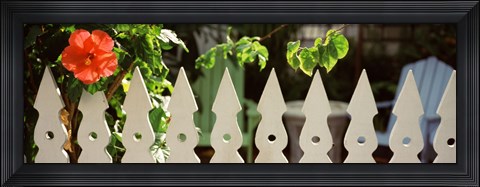 Framed White picket fence and red hibiscus flower along Whitehead Street, Key West, Monroe County, Florida, USA Print