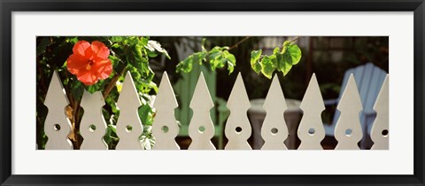 Framed White picket fence and red hibiscus flower along Whitehead Street, Key West, Monroe County, Florida, USA Print
