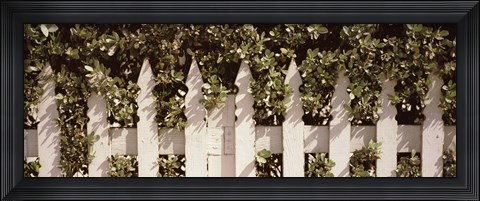 Framed White picket fence surrounded by bushes along Truman Avenue, Key West, Monroe County, Florida, USA Print