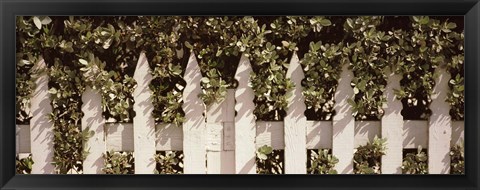 Framed White picket fence surrounded by bushes along Truman Avenue, Key West, Monroe County, Florida, USA Print