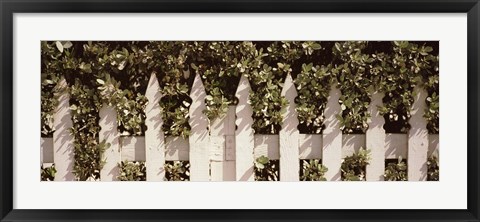 Framed White picket fence surrounded by bushes along Truman Avenue, Key West, Monroe County, Florida, USA Print