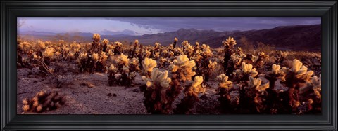 Framed Cholla Cactus in a desert, California, USA Print