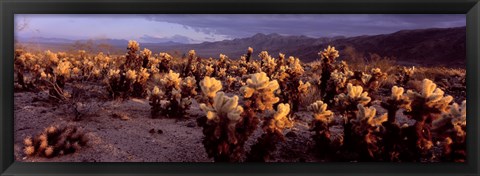 Framed Cholla Cactus in a desert, California, USA Print