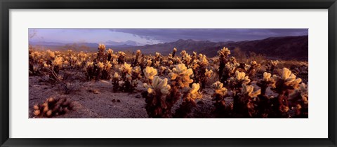 Framed Cholla Cactus in a desert, California, USA Print