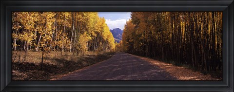 Framed Trees both sides of a dirt road, Jackson Guard Station, Owl Creek Pass, Ridgway, Colorado, USA Print