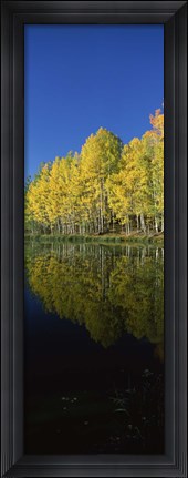 Framed Reflection of Aspen trees in a lake, Colorado, USA Print
