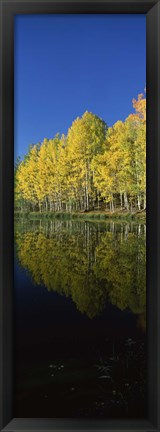 Framed Reflection of Aspen trees in a lake, Colorado, USA Print