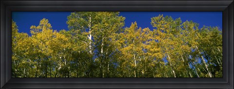 Framed Low angle view of trees, Colorado, USA Print