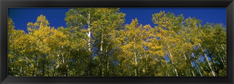 Framed Low angle view of trees, Colorado, USA Print