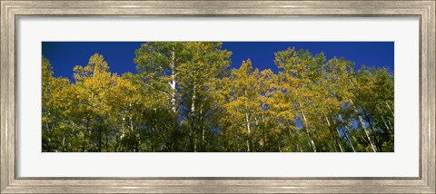 Framed Low angle view of trees, Colorado, USA Print