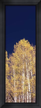 Framed Low angle view of Aspen trees, Colorado, USA Print