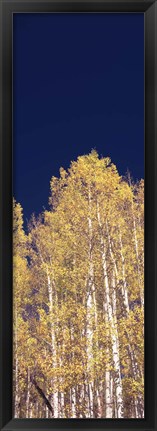 Framed Low angle view of Aspen trees, Colorado, USA Print