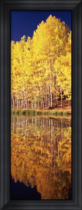Framed Reflection of Aspen trees in a lake, Telluride, San Miguel County, Colorado, USA Print
