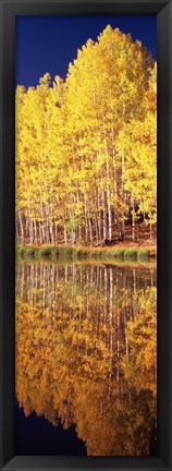 Framed Reflection of Aspen trees in a lake, Telluride, San Miguel County, Colorado, USA Print