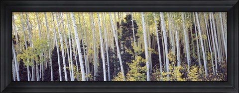 Framed Aspen trees in a forest, Aspen, Pitkin County, Colorado, USA Print