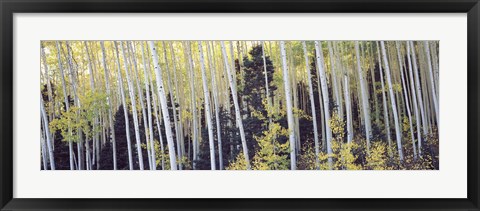 Framed Aspen trees in a forest, Aspen, Pitkin County, Colorado, USA Print