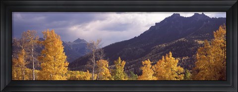Framed Trees in a forest, U.S. Route 550, Jackson Guard Station, Colorado, USA Print