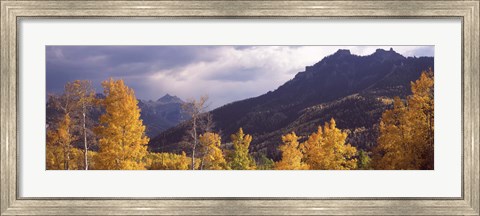 Framed Trees in a forest, U.S. Route 550, Jackson Guard Station, Colorado, USA Print