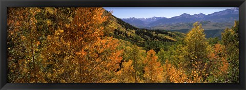 Framed Forest, Silverton, San Juan County, Colorado, USA Print