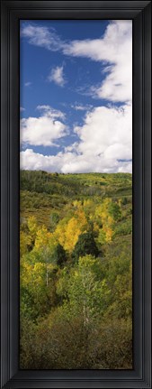 Framed Trees on a hill, Last Dollar Road, State Highway 62, Colorado, USA Print