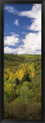 Framed Trees on a hill, Last Dollar Road, State Highway 62, Colorado, USA Print