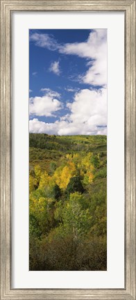 Framed Trees on a hill, Last Dollar Road, State Highway 62, Colorado, USA Print