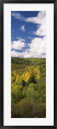 Framed Trees on a hill, Last Dollar Road, State Highway 62, Colorado, USA Print