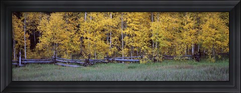 Framed Forest, State Highway 62, Ridgway, Colorado Print
