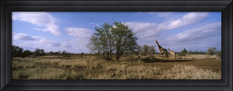Framed Female giraffe with its calf on the bush savannah, Kruger National Park, South Africa Print