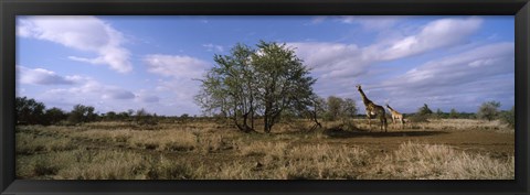 Framed Female giraffe with its calf on the bush savannah, Kruger National Park, South Africa Print