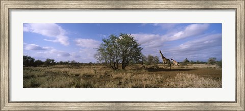 Framed Female giraffe with its calf on the bush savannah, Kruger National Park, South Africa Print