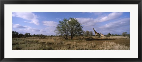 Framed Female giraffe with its calf on the bush savannah, Kruger National Park, South Africa Print