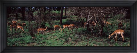 Framed Herd of impalas (Aepyceros Melampus) grazing in a forest, Kruger National Park, South Africa Print