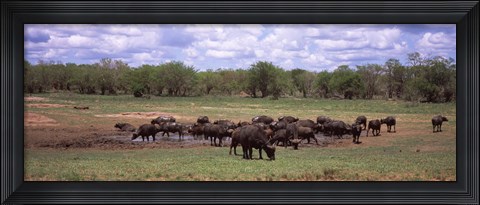 Framed Herd of Cape buffaloes (Syncerus caffer) use a mud hole to cool off in mid-day sun, Kruger National Park, South Africa Print