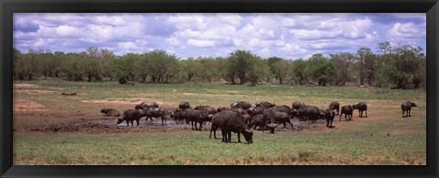 Framed Herd of Cape buffaloes (Syncerus caffer) use a mud hole to cool off in mid-day sun, Kruger National Park, South Africa Print