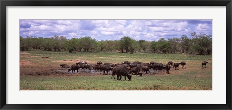 Framed Herd of Cape buffaloes (Syncerus caffer) use a mud hole to cool off in mid-day sun, Kruger National Park, South Africa Print