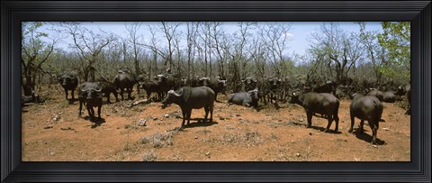 Framed Herd of Cape buffaloes wait out in the minimal shade of thorn trees, Kruger National Park, South Africa Print